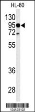 Anti-TLR4 Rabbit Polyclonal Antibody