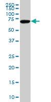 Anti-SOX9 Mouse Polyclonal Antibody