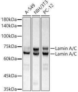 Western blot analysis of extracts of various cell lines, using Anti-Lamin A Antibody [ARC5001-08] (A308800) at 1:500000 dilution The secondary antibody was Goat Anti-Rabbit IgG H&L Antibody (HRP) at 1:10,000 dilution Lysates/proteins were present at 25 µg per lane