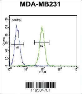 Anti-FSCN3 Rabbit Polyclonal Antibody