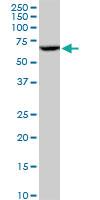 Anti-CYP3A4 Mouse Polyclonal Antibody