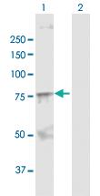 Anti-SOX9 Rabbit Polyclonal Antibody