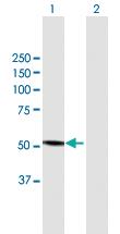 Anti-CYP3A4 Mouse Polyclonal Antibody