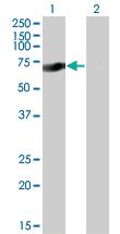 Anti-SOX9 Mouse Monoclonal Antibody [clone: 2A2]