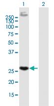 Anti-EGFL7 Mouse Polyclonal Antibody