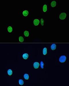 Immunofluorescence analysis of H9C2 cells using Anti-Lamin A Antibody [ARC5001-08] (A308800) at a dilution of 1:200 DAPI was used to stain the cell nuclei (blue)