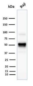 Antibody anti-CD79A SPM549 100 µg