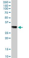 Anti-GSTO1 Mouse Polyclonal Antibody