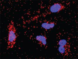 Anti-FGFR1 + CTNNB1 Antibody Pair