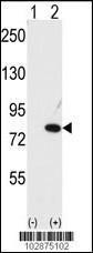 Anti-NUB1 Rabbit Polyclonal Antibody (FITC (Fluorescein))