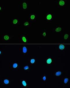 Immunofluorescence analysis of L929 cells using Anti-Lamin A Antibody [ARC5001-08] (A308800) at a dilution of 1:200 DAPI was used to stain the cell nuclei (blue)