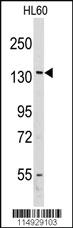 Anti-UBA7 Rabbit Polyclonal Antibody