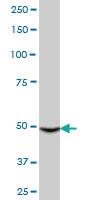 Anti-CYP3A4 Mouse Polyclonal Antibody