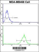 Anti-PRDX3 Rabbit Polyclonal Antibody