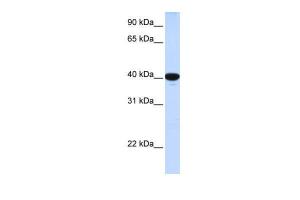 Anti-G6PC Rabbit Polyclonal Antibody