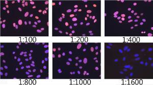 Immunofluorescence analysis of U2OS cells using Anti-Lamin A Antibody [ARC5001-08] (A308800) at a dilution of 1:100 - 1:1600 DAPI was used to stain the cell nuclei (blue)