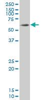 Anti-SOX9 Mouse Monoclonal Antibody [clone: 3C10]