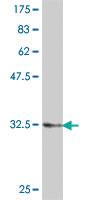 Anti-RPS9 Mouse Polyclonal Antibody