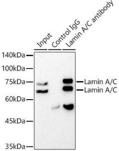 Immunoprecipitation analysis of 300 µg extracts of PC-12 cells using 3 µg of Anti-Lamin A Antibody [ARC5001-08] (A308800) This Western blot was performed on the immunoprecipitate using Anti-Lamin A Antibody [ARC5001-08] (A308800) at a dilution of1:100000