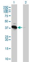 Anti-PRKAB1 Mouse Monoclonal Antibody [clone: 3H12-1A10]