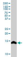 Anti-SCT Rabbit Polyclonal Antibody