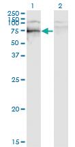 Anti-SOX9 Mouse Monoclonal Antibody [clone: 3C10]