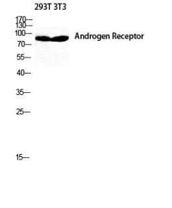 Western blot analysis of 293T NIH 3T3 cells using Anti-Androgen Receptor Antibody