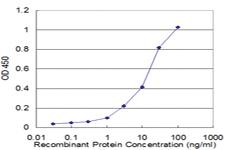 Anti-PRKAB1 Mouse Monoclonal Antibody [clone: 3H12-1A10]