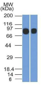 Western blot analysis of (Lane 1) Raji and (Lane 2) Ramos cell lysates using Anti-CD10 Antibody [MME/1892]