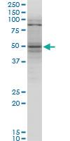 Anti-TNFRSF25 Mouse Monoclonal Antibody [clone: 1H2]