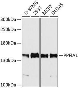 Western blot analysis of extracts of various cell lines, using Anti-PPFIA1 Antibody (A11304) at 1:5000 dilution