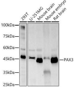 Anti-PAX3 antibody