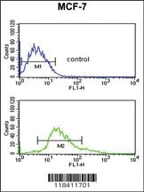 Anti-KRT1 Rabbit Polyclonal Antibody