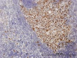 Anti-SOX9 Mouse Monoclonal Antibody [clone: 3C10]