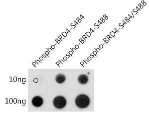 Antibody A308808-100 100 µl