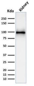 Western blot analysis of kidney tissue lysate using Anti-CD10 Antibody [MME/1892]