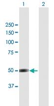 Anti-CELF4 Mouse Polyclonal Antibody