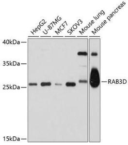 Western blot analysis of extracts of various cell lines, using Anti-Rab3D Antibody (A11305) at 1:1,000 dilution