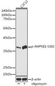 Anti-AMPK beta 1 antibody