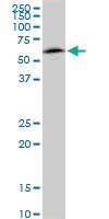 Anti-NAPL1 Mouse Monoclonal Antibody [clone: 2A9]