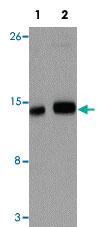 Anti-IFITM1 Rabbit Polyclonal Antibody