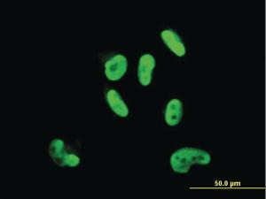 Anti-SOX9 Mouse Monoclonal Antibody [clone: 3C10]