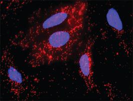 Anti-FYN + CTNNB1 Antibody Pair