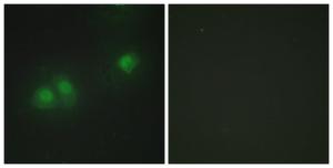 Immunofluorescence analysis of HepG2 cells using Anti-ELAV2 + ELAV4 Antibody. The right hand panel represents a negative control, where the antibody was pre-incubated with the immunising peptide