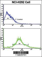 Anti-NPFFR1 Rabbit Polyclonal Antibody