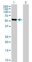 Anti-THPO Rabbit Polyclonal Antibody