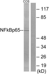 Western blot analysis of lysates from COS7 cells, treated with sorbitol 04M 24h using Anti-NF-kappaB p65 Antibody The right hand lane represents a negative control, where the antibody is blocked by the immunising peptide