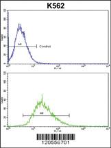 Anti-ITM2A Rabbit Polyclonal Antibody