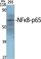 Western blot analysis of various cells using Anti-NF-kappaB p65 Antibody