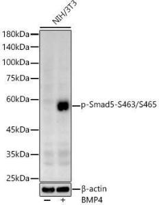 Western blot analysis of extracts of NIH/3T3, using Anti-SMAD5 (phospho Ser463 + Ser465) Antibody (A308813) at 1:600 dilution. NIH/3T3 cells were treated by BMP4 (50 ng/ml) at 37°C for 30  minutes after serum-starvation overnight